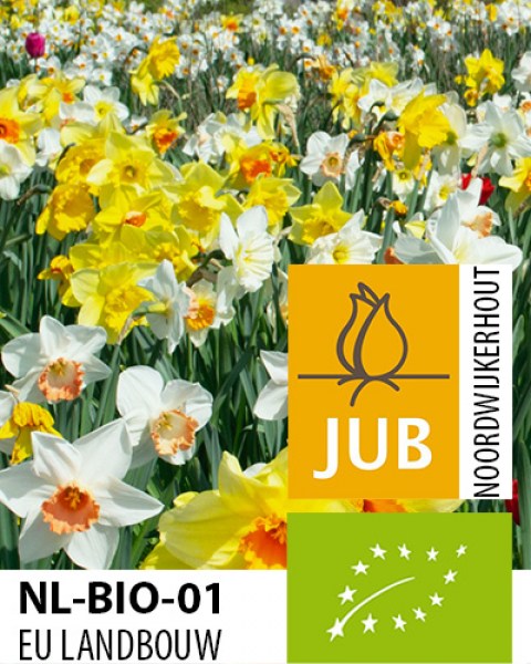 BIO Narcis mix